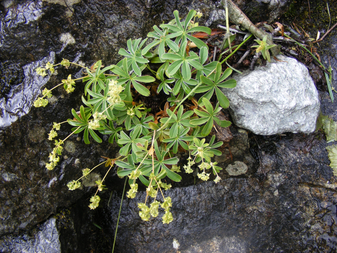 Alchemilla alpigena DSCF1503.JPG &copy; Teun Spaans
