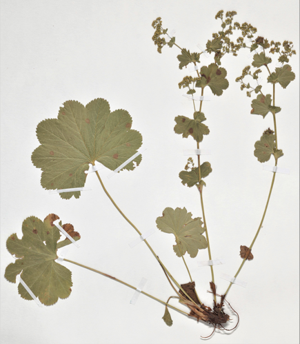 Alchemilla coriacea herbarium.jpg &copy; Specie: Alchemilla coriacea Buser Location: France Elevation: 1440m Basis of record: Preserved specimen Dataset: The vascular plants collection (P) at the Herbarium of the Muséum national d'His… Publisher MNHN: Museum national d'Histoire naturelle