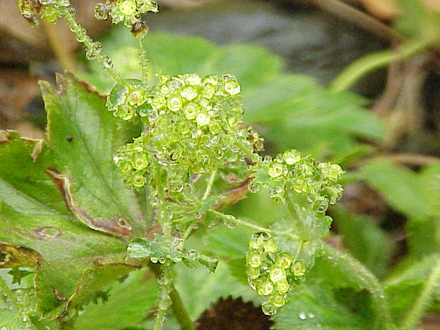 Alchemilla flabellata1.jpg &copy; Kurt Stüber [1]