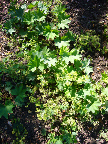 Alchemilla glabra 'smooth ladys mantle' 2007-06-02 (plant).JPG &copy; Magnus Manske