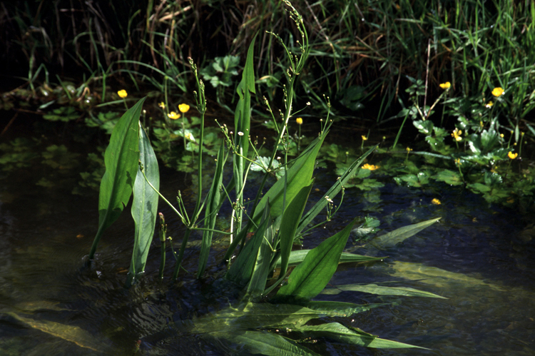 Alismalanceolatum.jpg &copy; Gordon Leppig & Andrea J. Pickart