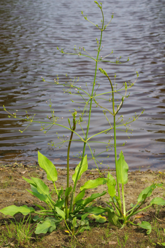 AlismaPlant1.jpg &copy; Christian Fischer