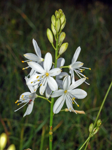 Liliaceae - Anthericum ramosum.JPG &copy; Hectonichus