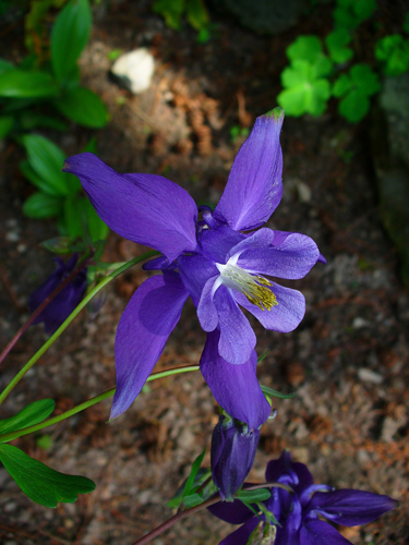 Aquilegia alpina 002.JPG &copy; H. Zell