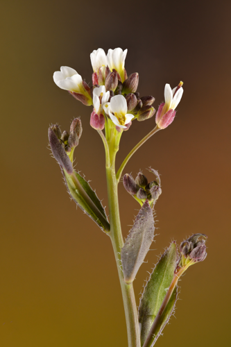 Arabis hirsuta - Keila.jpg &copy; Ivar Leidus