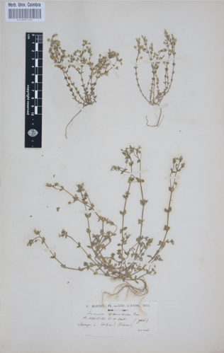 COI00057735 - Arenaria sphaerocarpa - Martin, Claudius - s.n..jpg &copy; Herbarium of the University of Coimbra (COI)