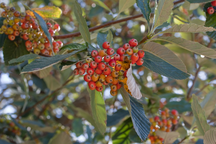 Sorbus aria-3420.jpg &copy; Julie Anne Workman