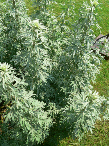Artemisia absinthium P1210748.jpg &copy; David Monniaux