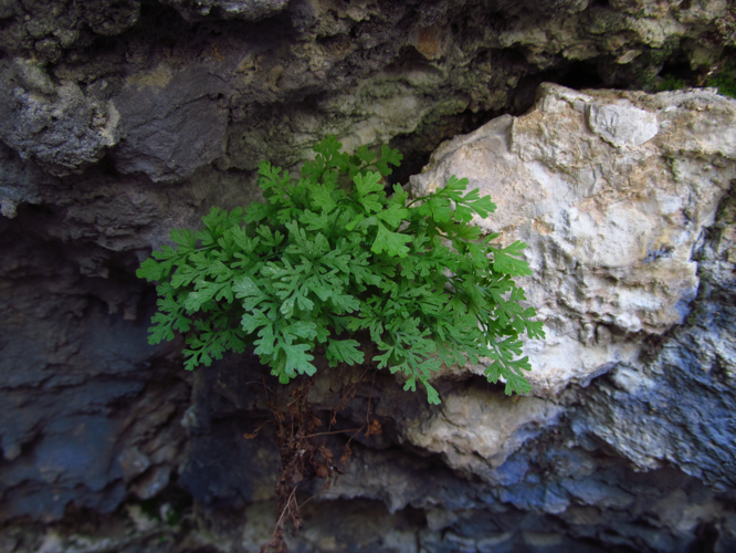 Asplenium lepidum IMG 5859.jpg &copy; Sdjurovic