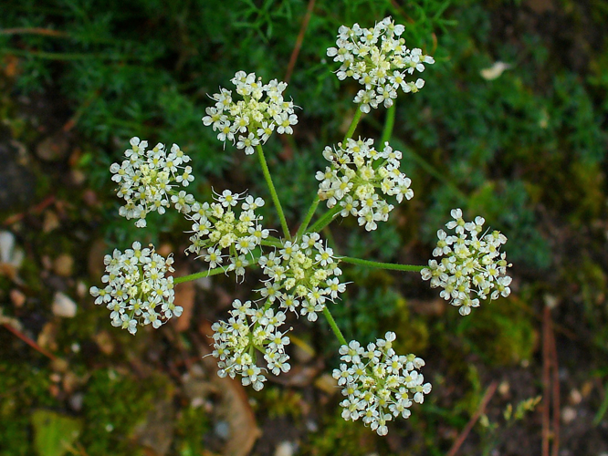 Athamanta cretensis 002.JPG &copy; H. Zell