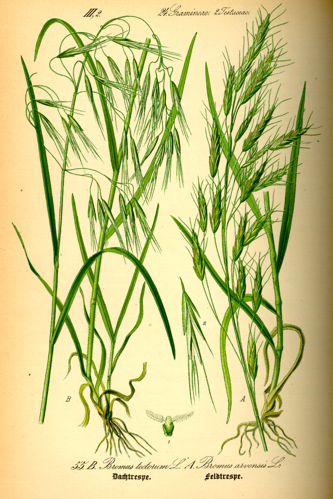 Illustration Bromus tectorum0.jpg &copy; Commons