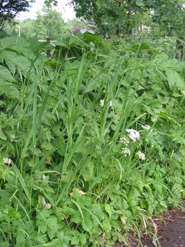 Trosdravik Bromus racemosus subsp. commutatus planten.jpg &copy; Commons