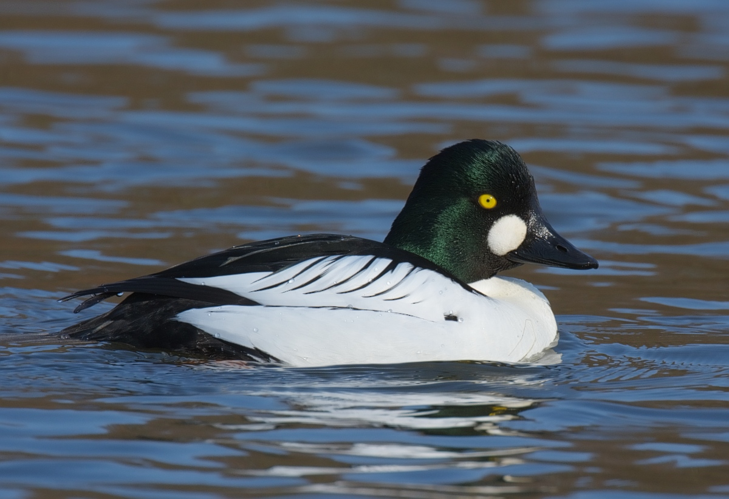 Common Goldeneye (Bucephala clangula).jpg &copy; https://www.flickr.com/photos/sbern/