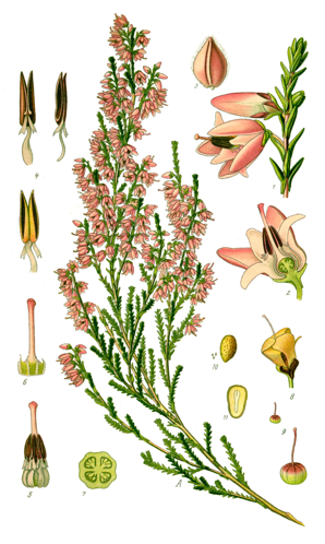 Illustration Calluna vulgaris0.jpg &copy; Commons