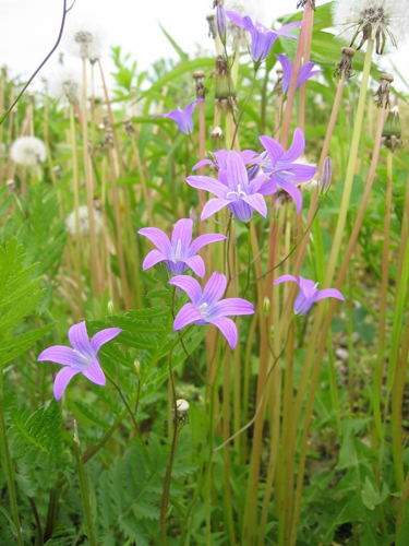 CampanulaPatula.jpg &copy; Commons