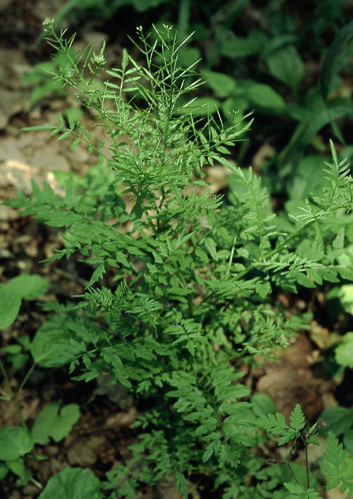Cardamine impatiens eF.jpg &copy; Commons