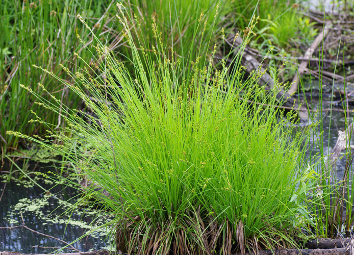 CarexCanescens.jpg &copy; Christian Fischer
