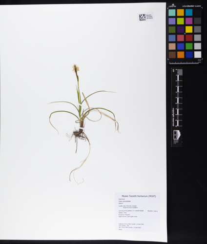 Carex caryophyllea - Museo Tazzetti Herbarium 43-2025.tif &copy; Epgrande