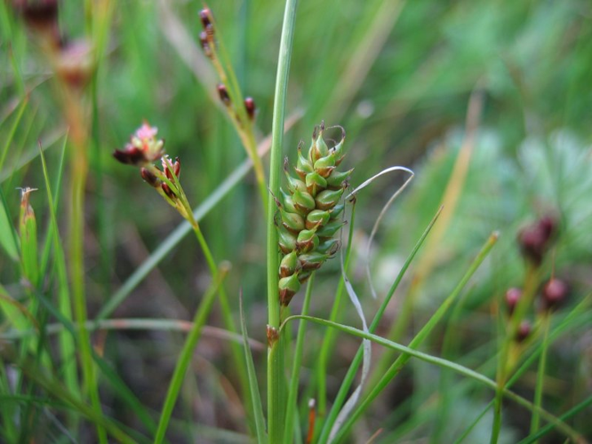 Carex distans weibl.jpeg &copy; Kristian Peters -- Fabelfroh 16:19, 8 July 2006 (UTC)