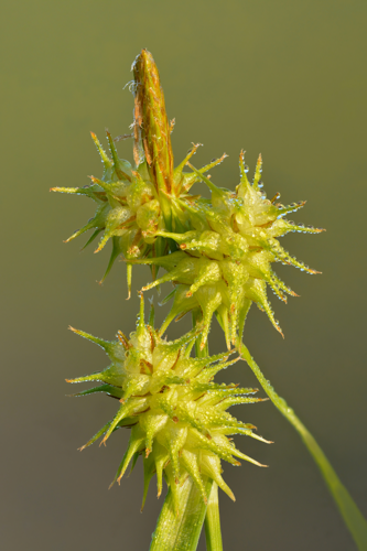 Carex flava - Niitvälja.jpg &copy; Ivar Leidus