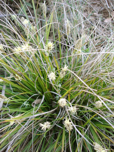 Carex halleriana.jpg &copy; Commons