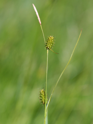 Carex lepidocarpa.jpeg &copy; Kristian Peters -- Fabelfroh 07:36, 28 June 2007 (UTC)