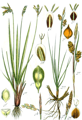 Carex spp Sturm44.jpg &copy; Johann Georg Sturm (Painter: Jacob Sturm)