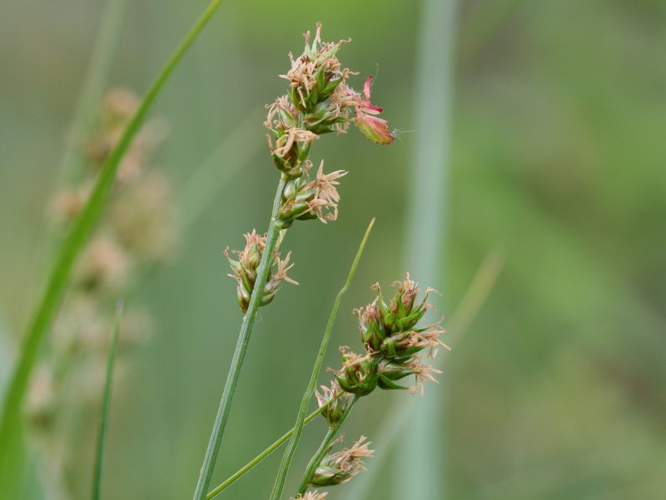 Carex muricata.jpeg &copy; Kristian Peters -- Fabelfroh 08:37, 20 May 2007 (UTC)