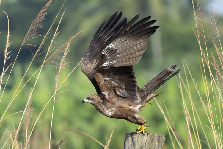 Black Kite in Baruipur September 2025 by Tisha Mukherjee 06.jpg &copy; Tisha Mukherjee