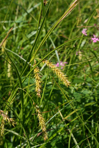 Carex vesicaria 1.jpg &copy; Franz Xaver