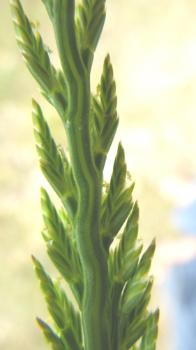 Catapodium marinum inflorescence (2).jpg &copy; Liliane ROUBAUDI