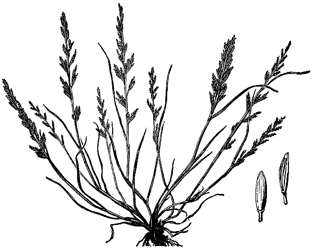 Catapodium rigidum HC-1950.png &copy; Hitchcock, A.S. (rev. A. Chase). 1950. Manual of the grasses of the United States. USDA Miscellaneous Publication No. 200. Washington, DC. 1950.