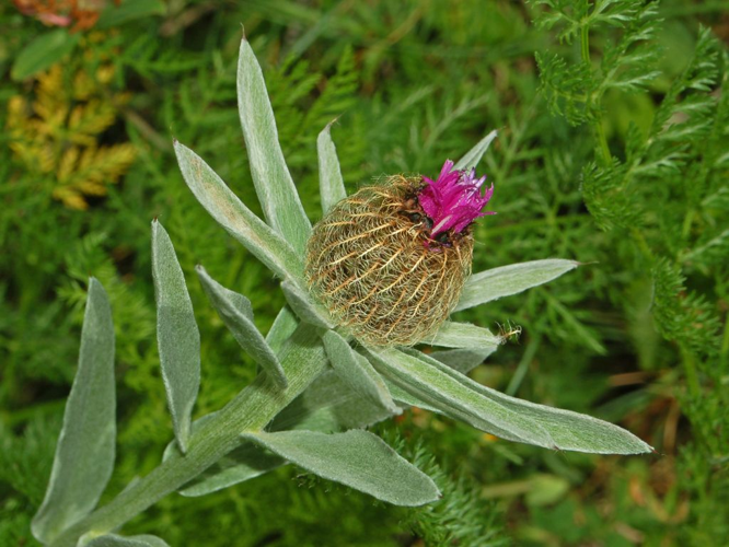 Asteraceae - Centaurea uniflora.JPG &copy; Hectonichus