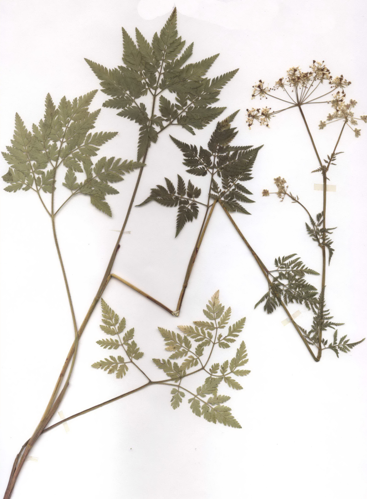 Chaerophyllum aureum Herbar.jpg &copy; Fornax