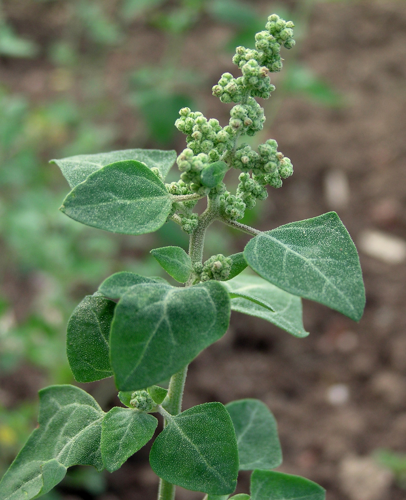 Chenopodium vulvaria inflorescence (15).jpg &copy; Ulf Schmitz