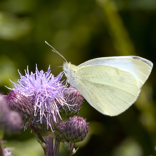 Pieris.rapae.6834.jpg &copy; picture taken by Olaf Leillinger