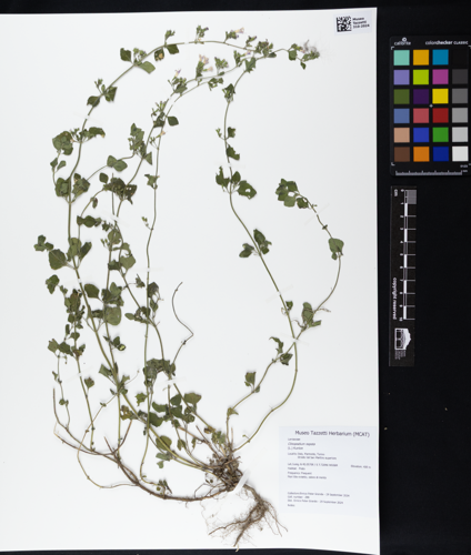 Clinopodium nepeta - Museo Tazzetti Herbarium 310-2024.tif &copy; Epgrande