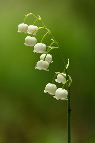 Convallaria majalis inflorescence - Keila.jpg &copy; Ivar Leidus