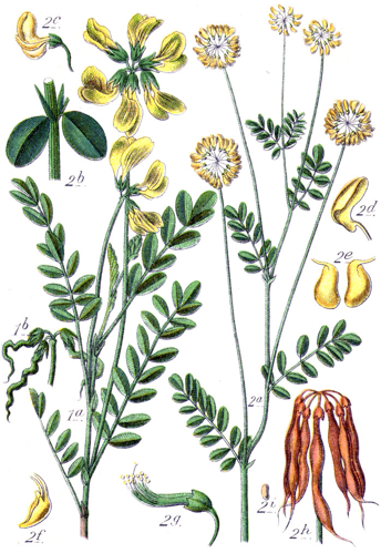 Faboideae spp Sturm23.jpg &copy; Johann Georg Sturm (Painter: Jacob Sturm)