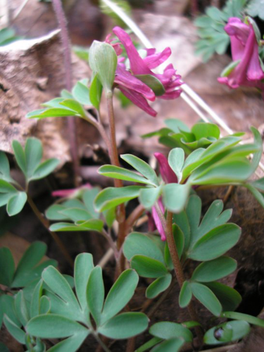 Corydalis intermedia1.jpg &copy; Commons