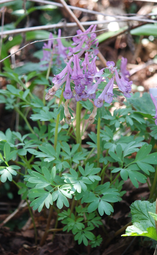Corydalis solida 240406.jpg &copy; Bernd Haynold
