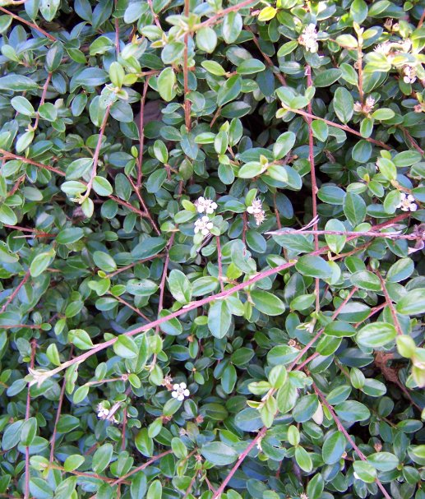 Cotoneaster horizontalis.JPG &copy; Commons