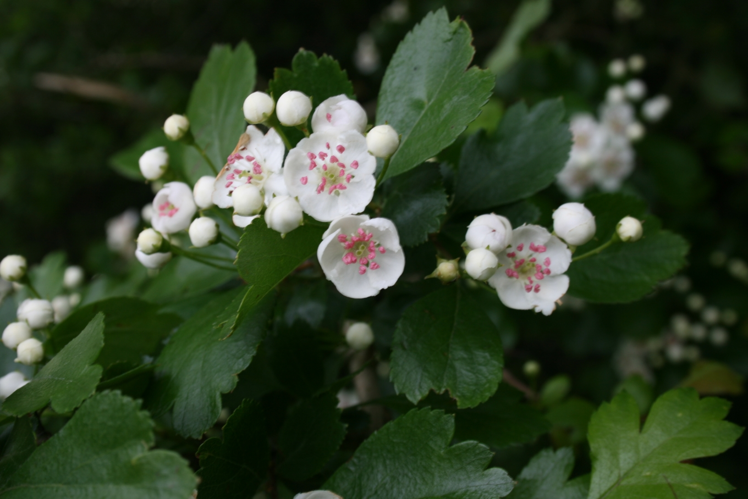 Crataegus laevigata-flowers.jpg &copy; Sten Porse
