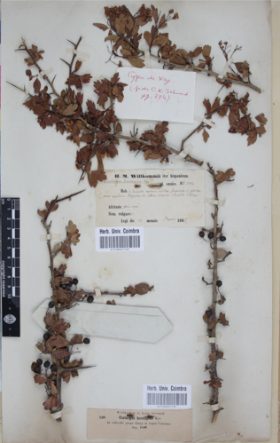 COI00062738 - Crataegus brevispina - Willkomm, Heinrich Moritz - 592.jpg &copy; Herbarium of the University of Coimbra (COI)