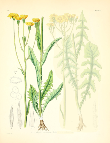 Crepis nicaeensis.jpg &copy; Oceancetaceen - Alice Chodura