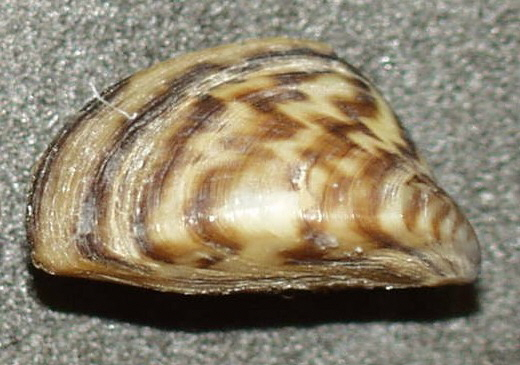 Dreissena polymorpha3.jpg &copy; Factumquintus