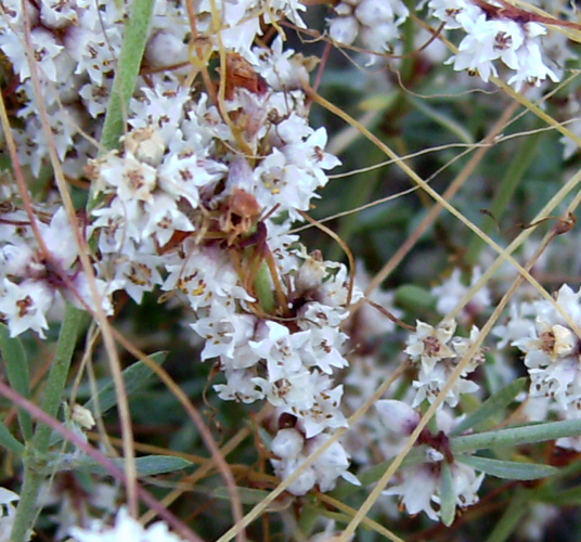 Flor de cuscuta5260.JPG &copy; Victor M. Vicente Selvas