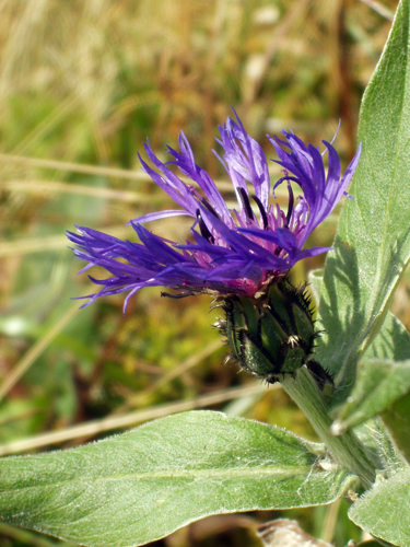 Centaurea montana.jpg &copy; User:Stemonitis
