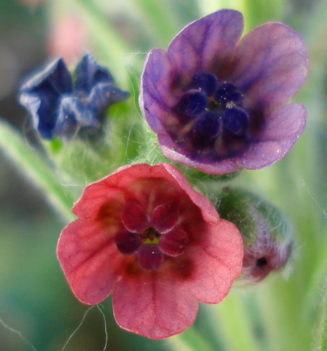 Cynoglossum officinale W.jpg &copy; Fornax