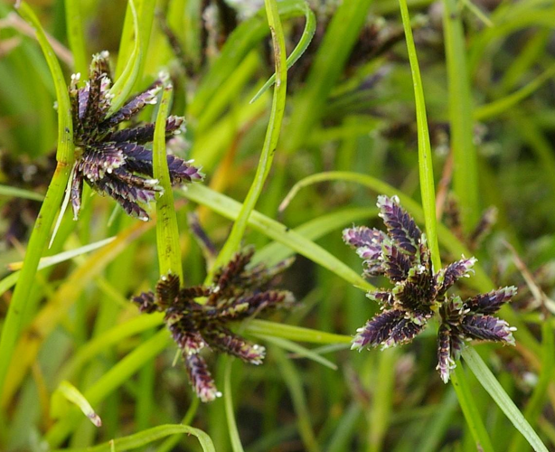 Cyperus Fuscus crop.jpg &copy; User:Fice